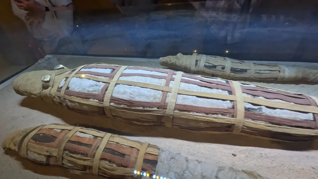 Vitrine com crocodilos mumificados no museu egípcio próximo a Kom Ombo
