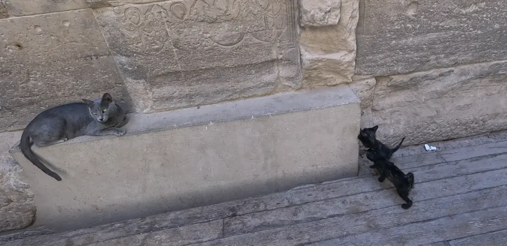 Gato caminhando entre pedras antigas em um templo no Egito.