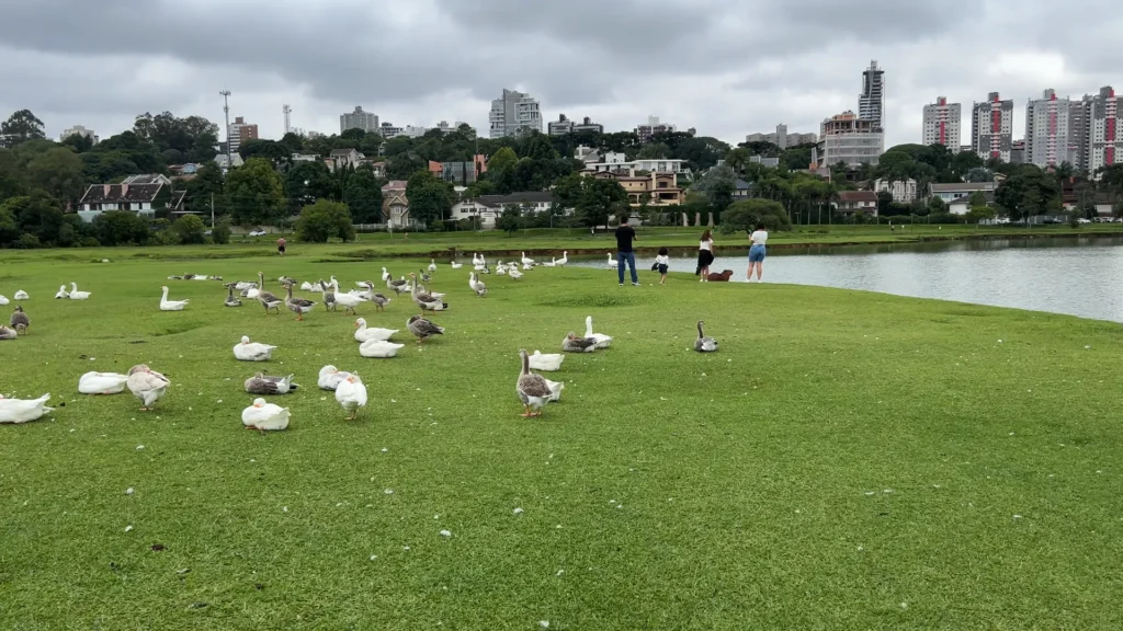 Capivaras próximas ao lago no Parque Barigui
