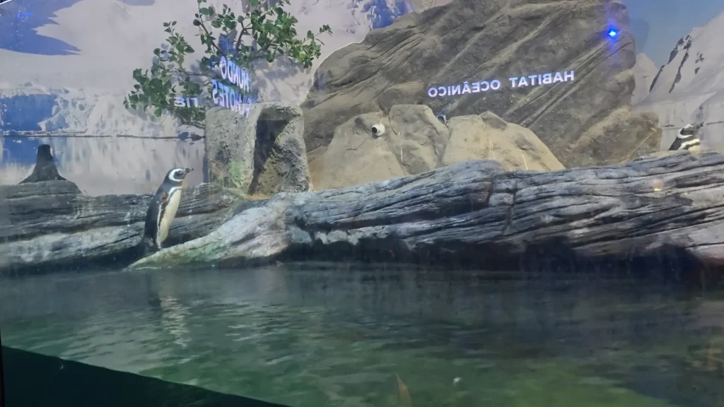 Área dos pinguins no Oceanic Aquarium
